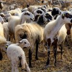 Δημήτρης Τσιόδρας: Στην Ελλάδα συζητάμε για αυξήσεις, ενώ στην Ευρώπη για περικοπές