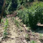 Αναζητείται εγκληματολόγος με αμοιβή 1.000 ευρώ για τον εντοπισμό «serial killer» ζώων στην Ιταλία
