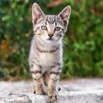 Στη Χαλκιδική συνελήφθη 47χρονος για καλλιέργεια 94 δενδρυλλίων κάνναβης