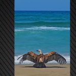 Νίκολιτς: «Δεν υποτιμούμε τον Άρη Λεμεσού, πήραμε το μάθημά μας» ενόψει ρεβάνς ΑΕΚ