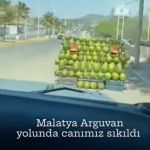 [K] Η σκληρή πραγματικότητα των ιπποειδών σε τουριστικές περιοχές