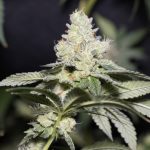 Σοφία Μανωλάκου: Η ανεξαρτησία και ο φόβος της μητρότητας