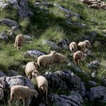 Οριοθετήθηκε η φωτιά στο Μενίδι με εκτεταμένες καταστροφές σε επιχειρήσεις