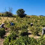 Χίλια drones φωτίζουν τον ουρανό της Ρόδου τιμώντας την ιστορία και τον πολιτισμό του νησιού