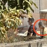 Ένας μήνας φυλάκιση για ψευδή κατάθεση στην υπόθεση της 62χρονης στη Βοιωτία