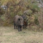 Γκρέτα Τούνμπεργκ: Καταγγελίες για βασανιστήρια και χυδαιότητες στην κράτησή της στο Ισραήλ