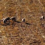 Ο ΕΛΓΑ ζητά επιστροφή αποζημιώσεων για την κακοκαιρία Daniel, υπόσχεται άμεσες διορθώσεις