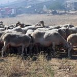 Παντελής Βούλγαρης για το αληθινό γλέντι των 200 της Καισαριανής στο «Τελευταίο Σημείωμα»