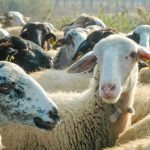 Φίνος Φιλμ τιμά την Ημέρα Διατροφής με θρυλικές σκηνές φαγητού